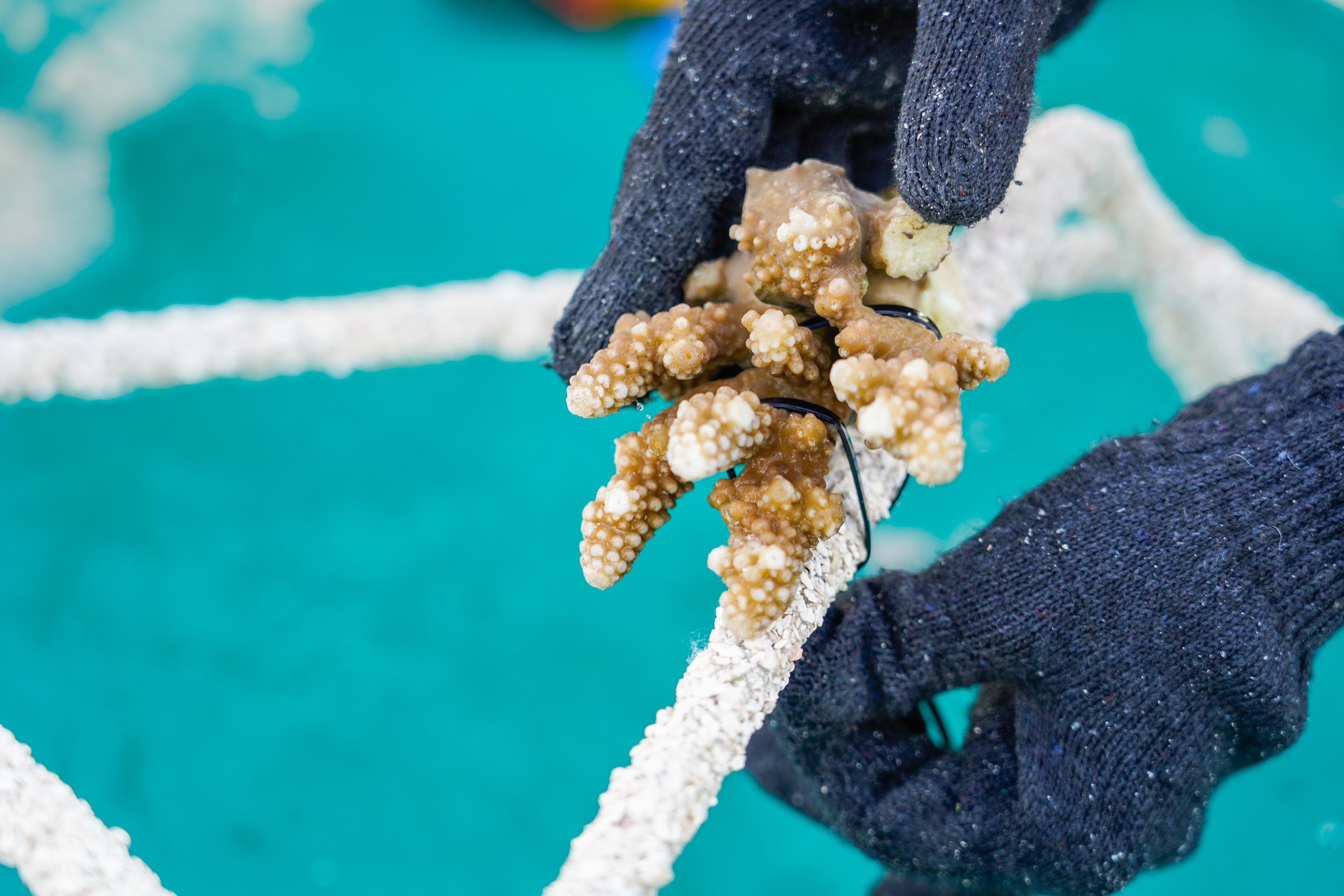 The Westin Maldives Miriandhoo Resort - Building a Reef Star 01.jpg