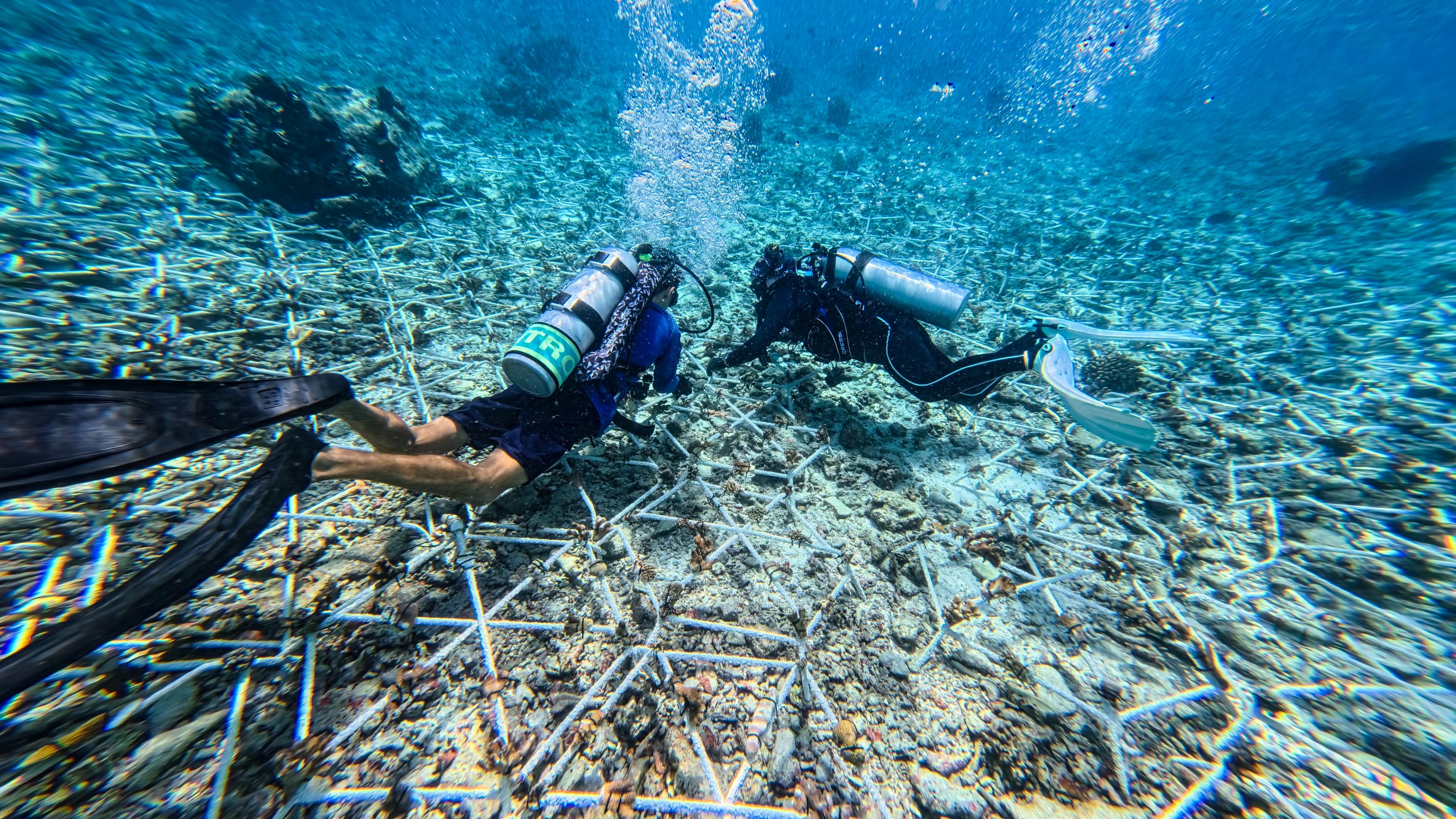 The Westin Maldives Miriandhoo Resort - Building a Restoration Site 02.jpg