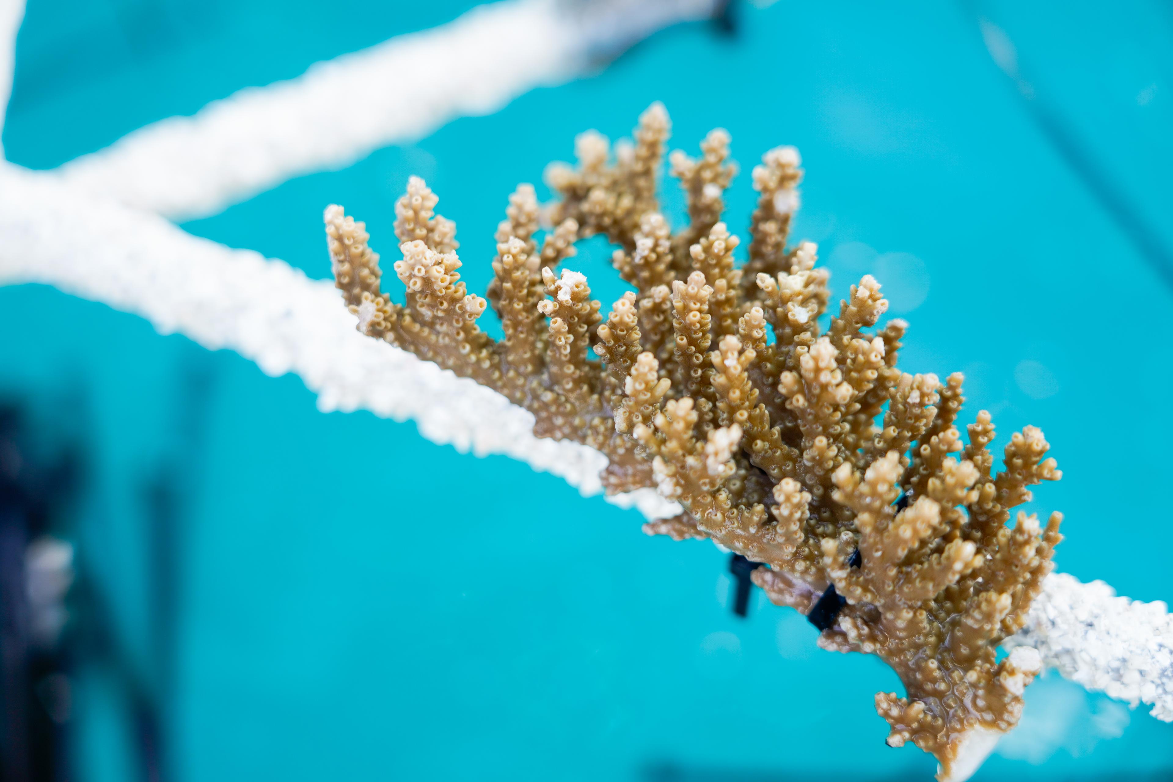 The Westin Maldives Miriandhoo Resort - Coral Fragments on Reef Star.jpg
