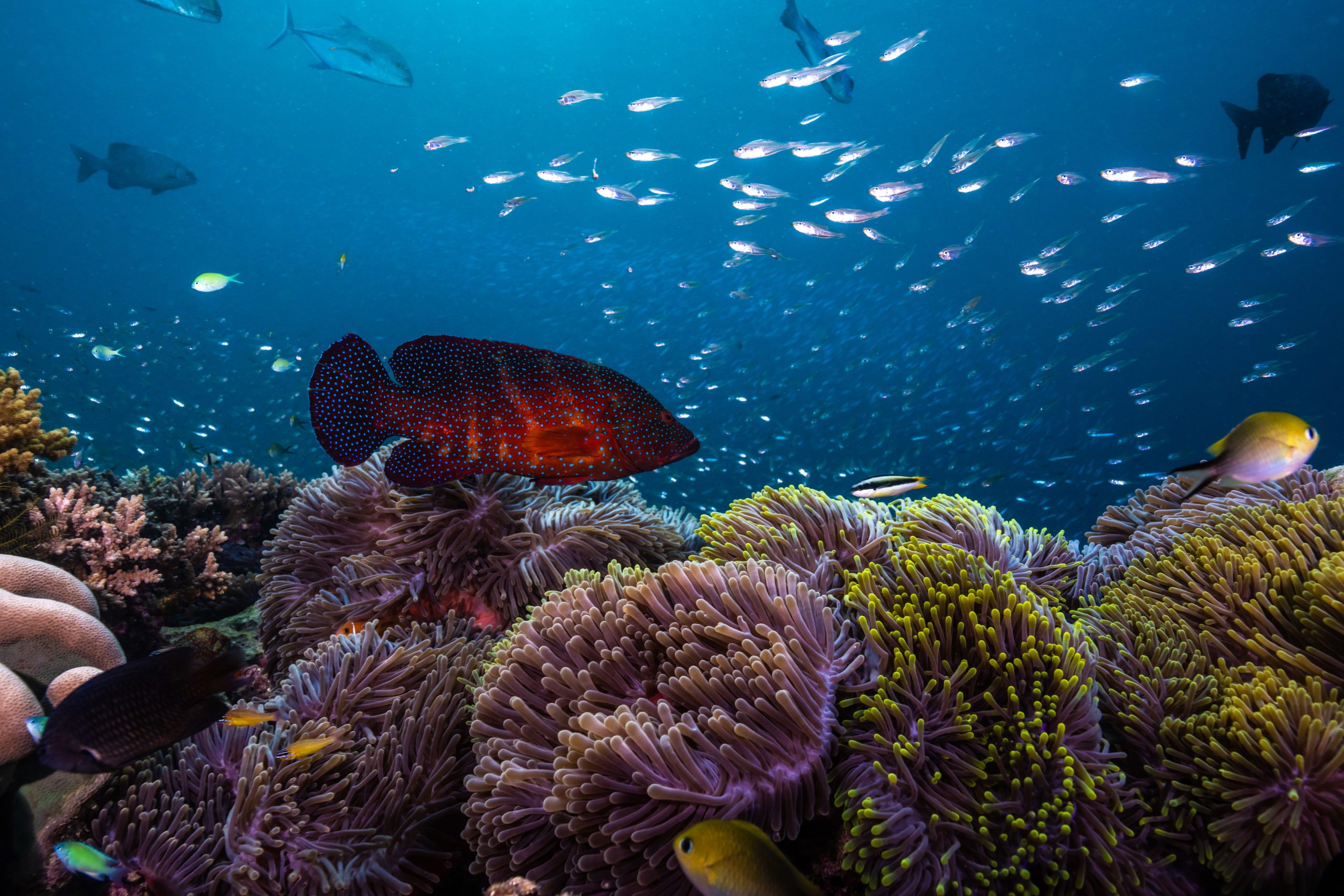 Coral Reefs at the Crossroads