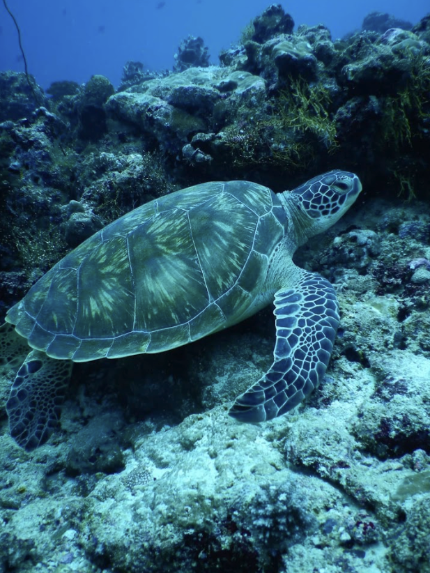 Cinnamon Dhonveli New Actions to Protect Sea Turtles Travelution Media